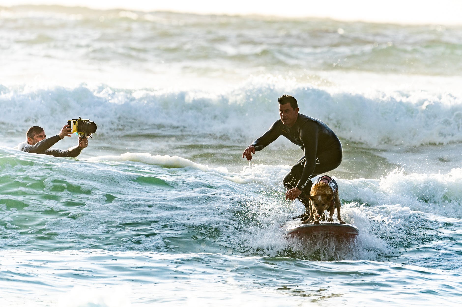 surfer surfing with his surfer dog