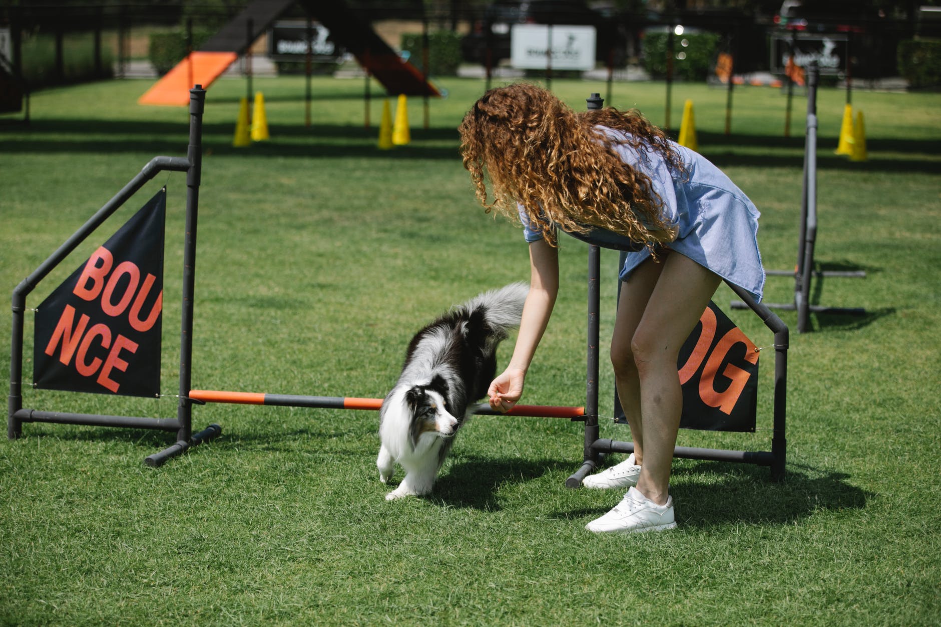 young curly haired woman training shetland sheepdog on sports field