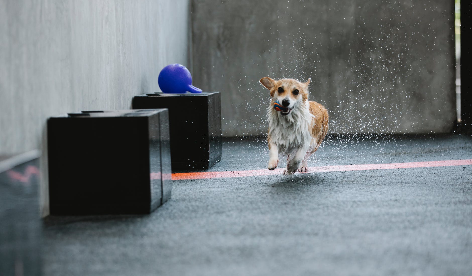 welsh corgi with wet fur running on pavement